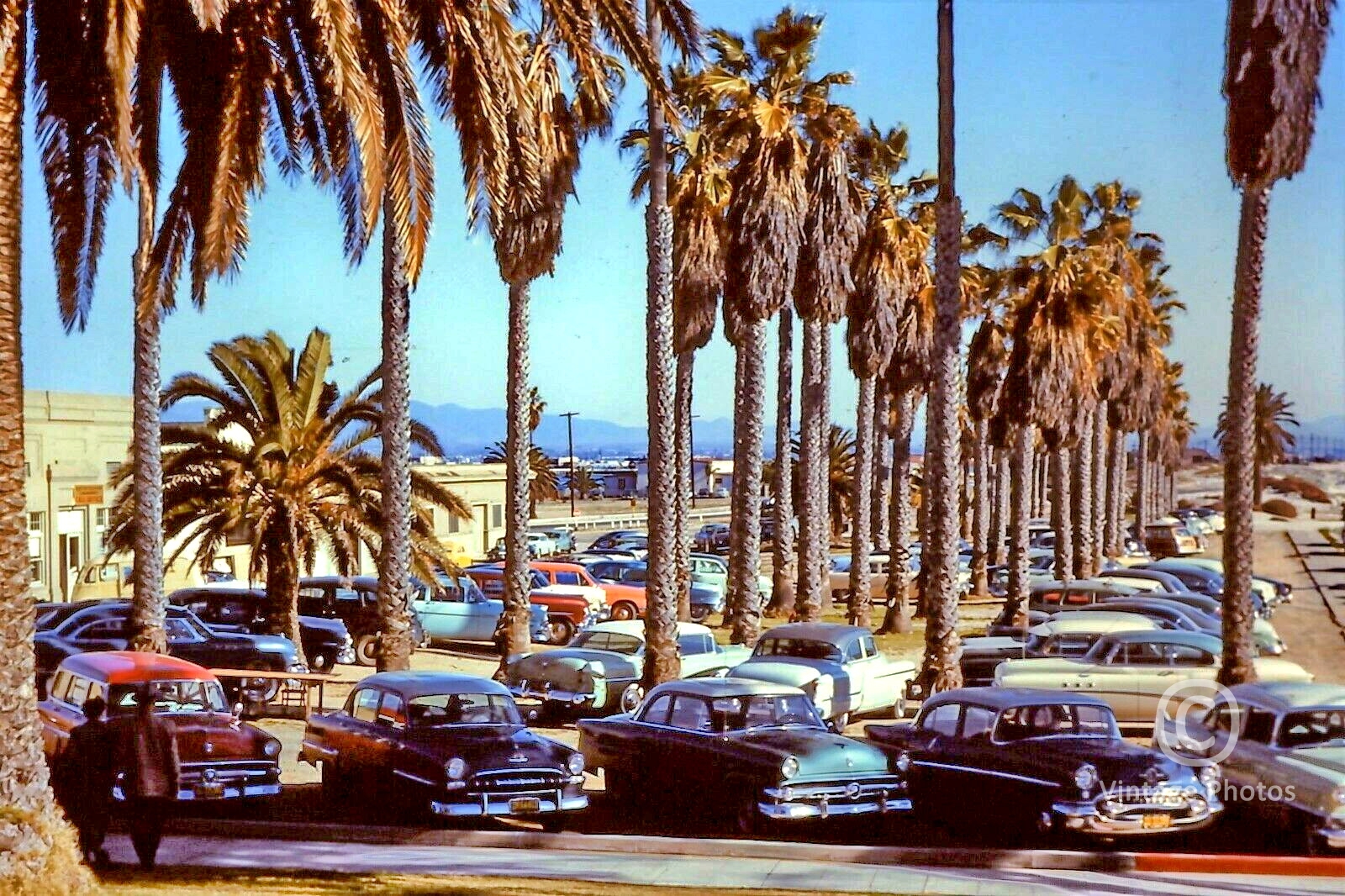 1950s American Classic Automobiles parked under Palm Trees
