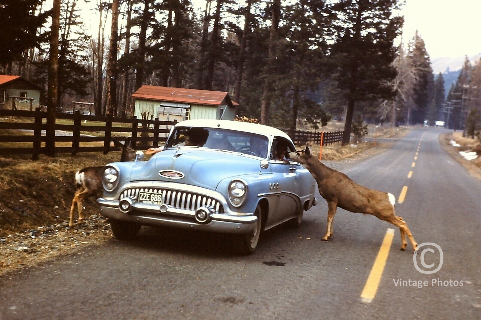 1950s Classic Car from Washington feeding the Deer